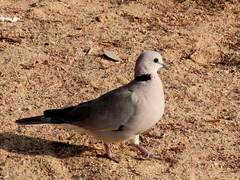 Streptopelia capicola damarensis