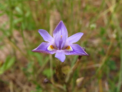 Moraea setifolia