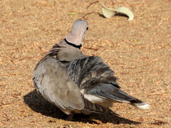 Streptopelia capicola damarensis