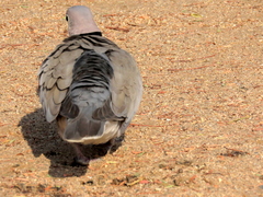 Streptopelia capicola damarensis