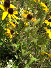 Rudbeckia