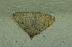 Zanclognatha laevigata