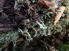Cladonia phyllophora