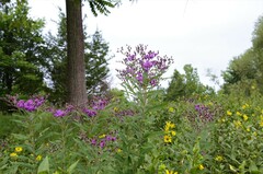 Vernonia missurica