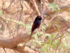 Dicrurus adsimilis apivorus