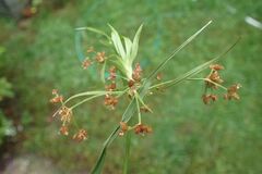 Scirpus polyphyllus