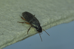 Harpalina
