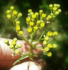 Jacobaea adonidifolia
