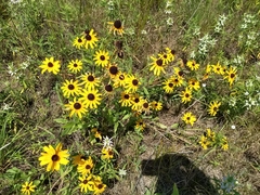 Rudbeckia