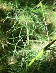 Jacobaea adonidifolia