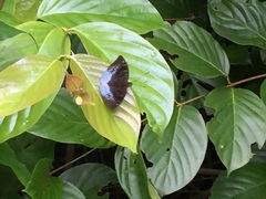 Euthalia monina monina