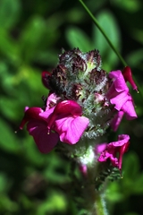 Pedicularis cenisia