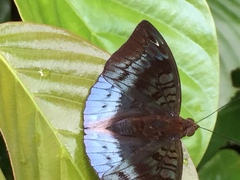 Euthalia monina monina