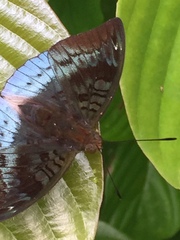 Euthalia monina monina