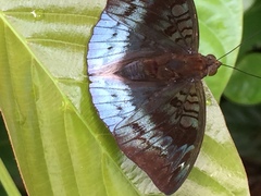 Euthalia monina monina