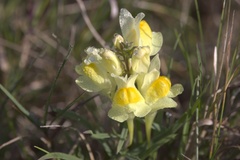 Linaria vulgaris