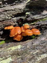 Xeromphalina