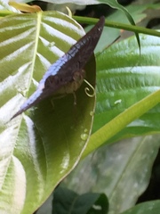 Euthalia monina monina