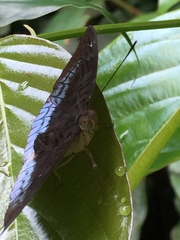 Euthalia monina monina