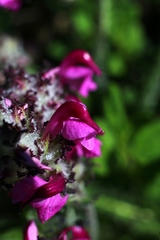 Pedicularis cenisia