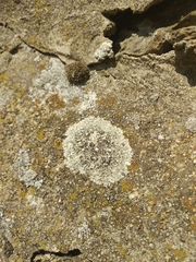 Lecanora campestris