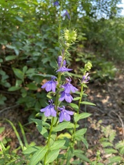 Lobelia