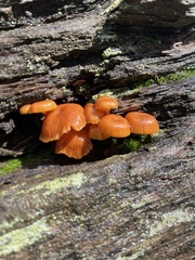Xeromphalina