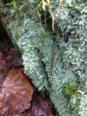 Cladonia parasitica