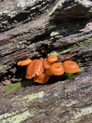 Xeromphalina