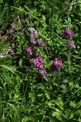 Pedicularis cenisia