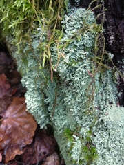 Cladonia parasitica