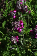 Pedicularis cenisia