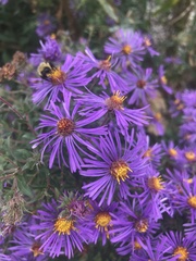 Symphyotrichum novae-angliae