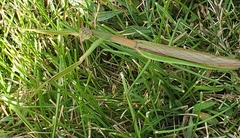 Tenodera sinensis