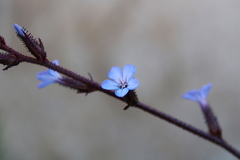 Plumbago caerulea