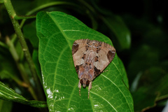 Ercheia cyllaria