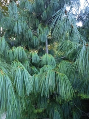Pinus