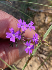 Verbena pulchella