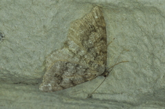Macaria signaria