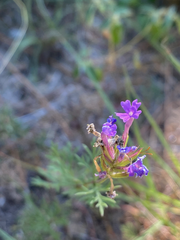 Verbena pulchella