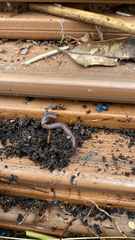 Lumbricus terrestris