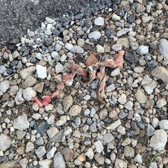 Lithobates clamitans