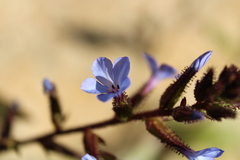Plumbago caerulea