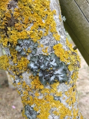 Pleurosticta acetabulum