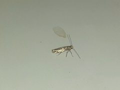 Phyllonorycter issikii