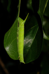 Marumba dyras