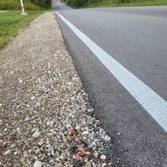 Lithobates clamitans