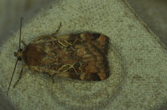 Cryptocala acadiensis