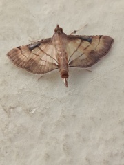 Marasmia