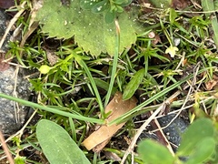 Sagina procumbens